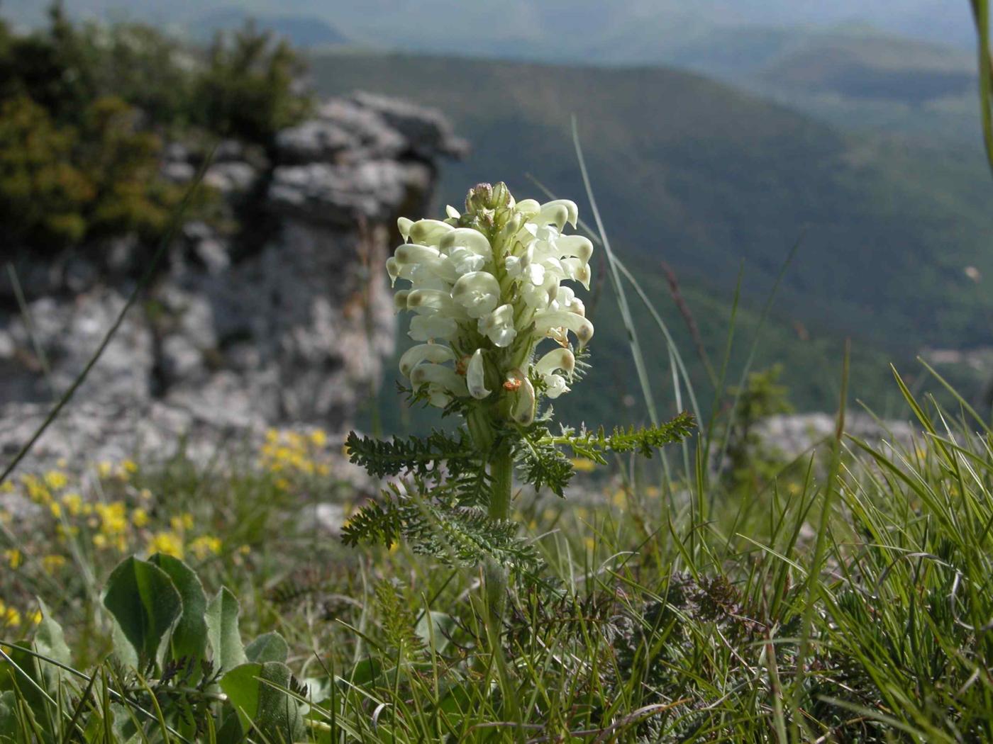 Lousewort, Crested plant